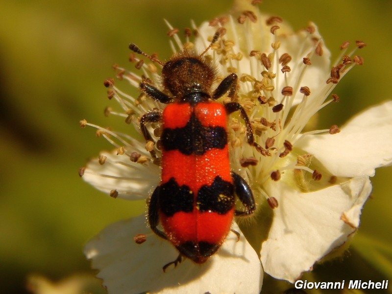 Trichodes apiarius
